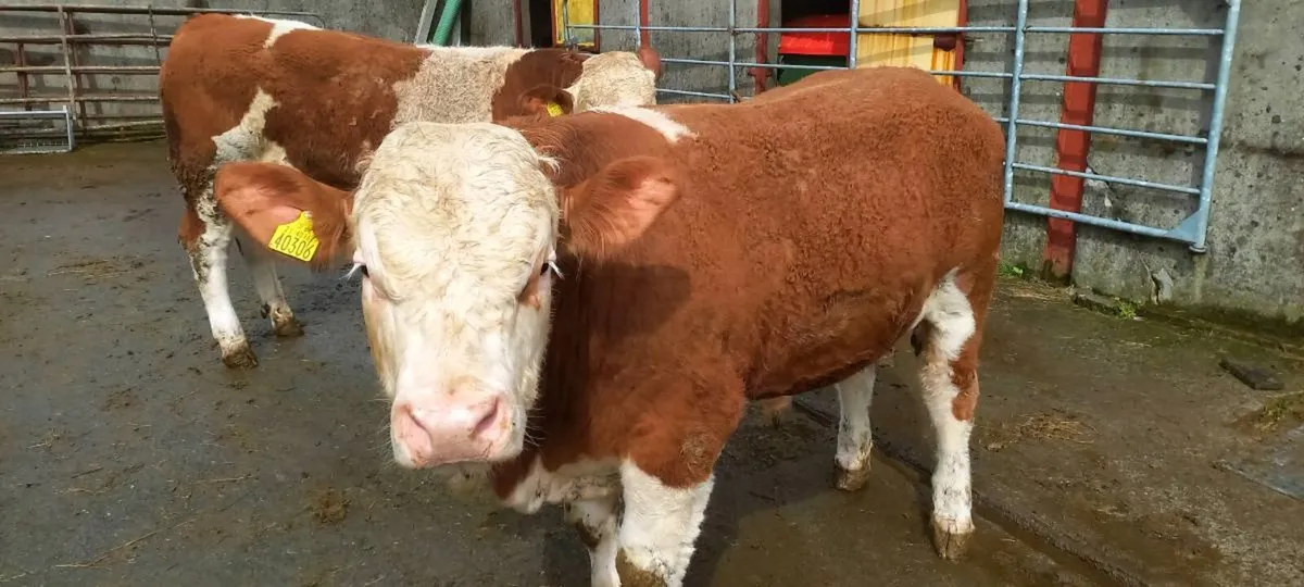 PBR Simmental bulls - Image 3