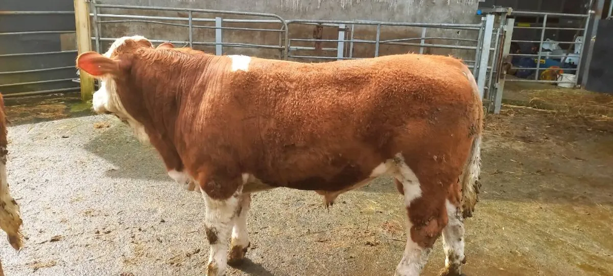 PBR Simmental bulls - Image 1