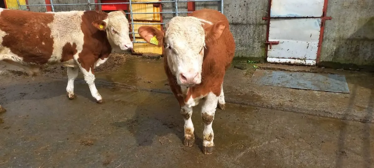 PBR Simmental bulls - Image 4