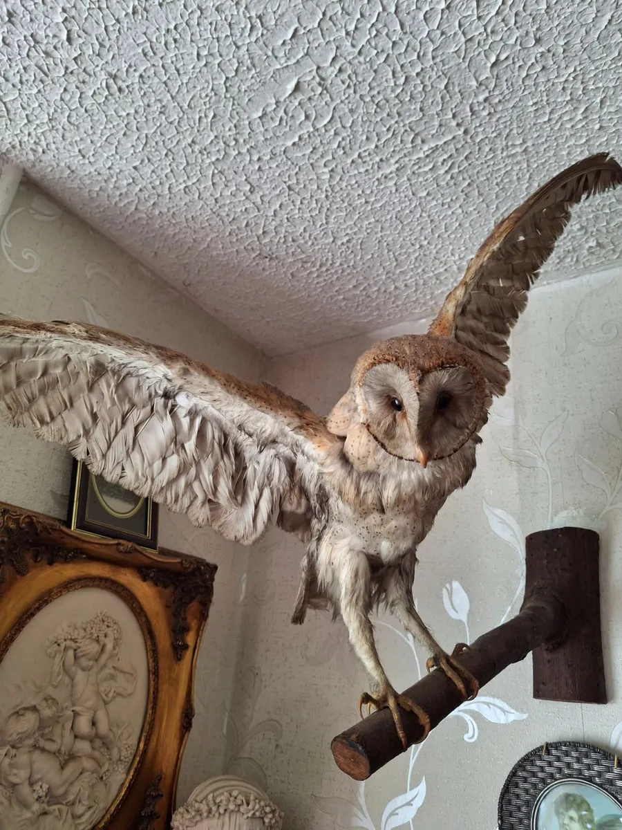 TAXIDERMY  OWEL - Image 1