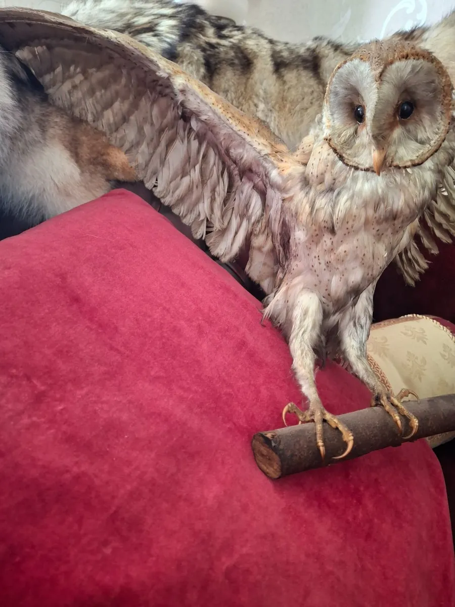 TAXIDERMY  OWEL - Image 2