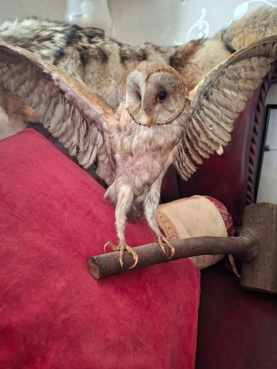 TAXIDERMY  OWEL - Image 4