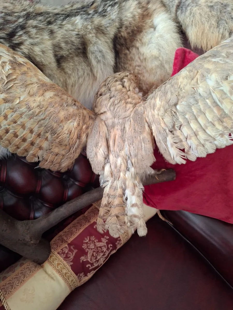 TAXIDERMY  OWEL - Image 3