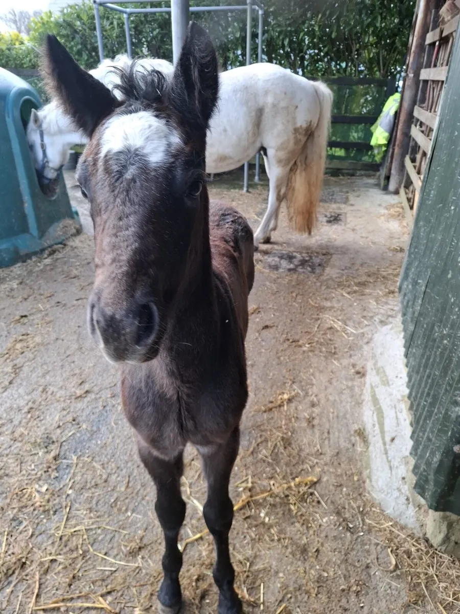 Liskillen Archie at stud - Image 2