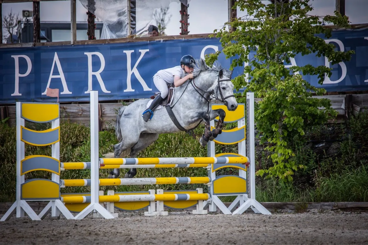 Liskillen Archie at stud - Image 1
