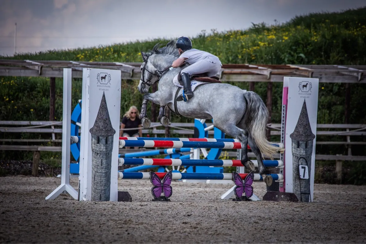 Liskillen Archie at stud - Image 4