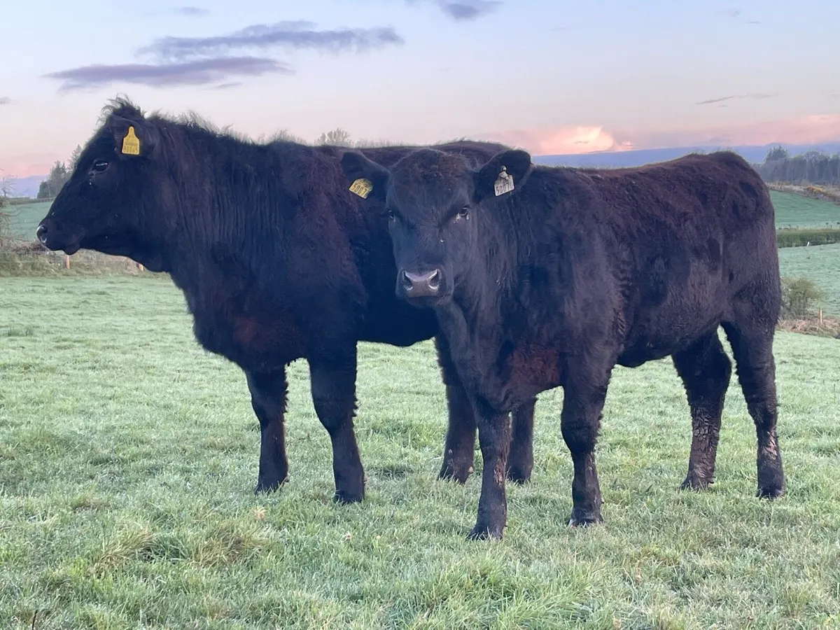 PB Reg AA Hfrs Ballymote tomorrow - Image 1