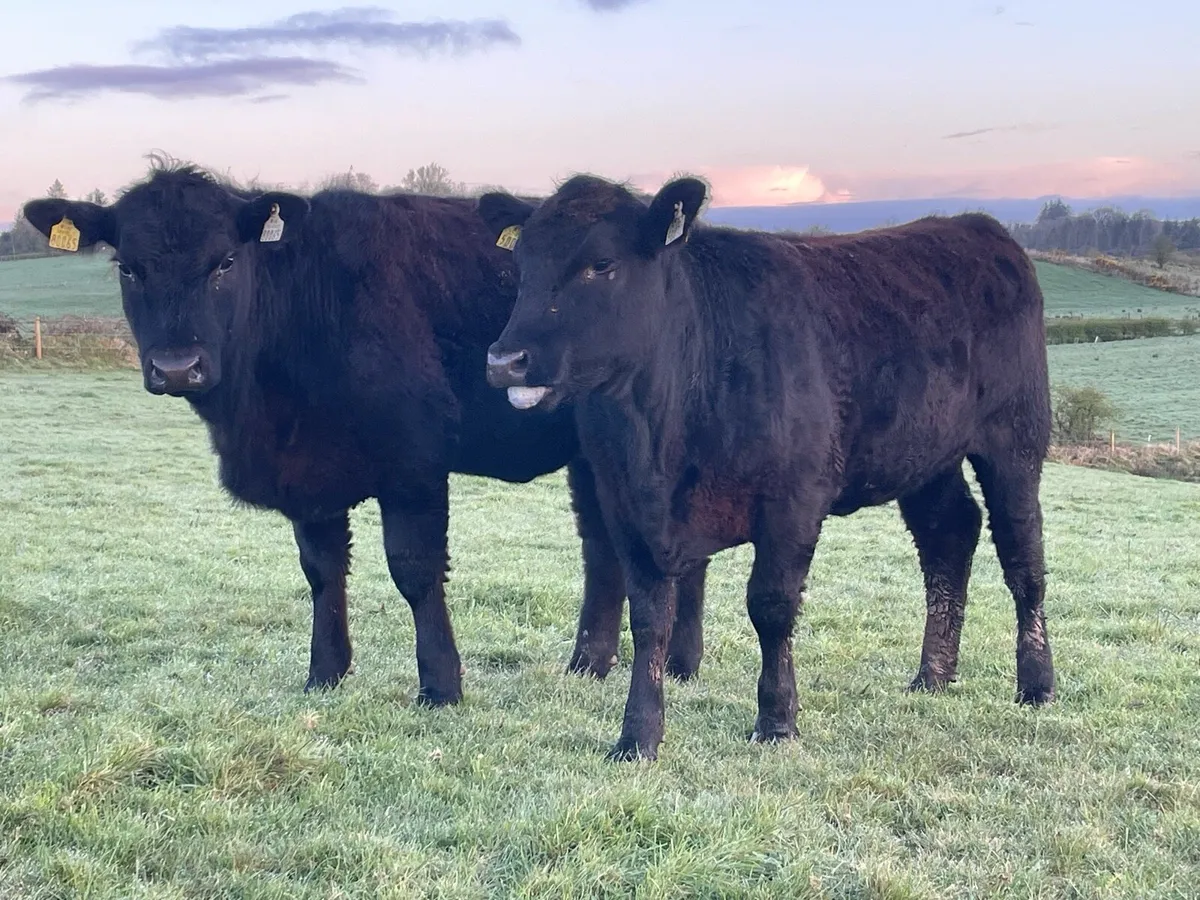 PB Reg AA Hfrs Ballymote tomorrow - Image 2