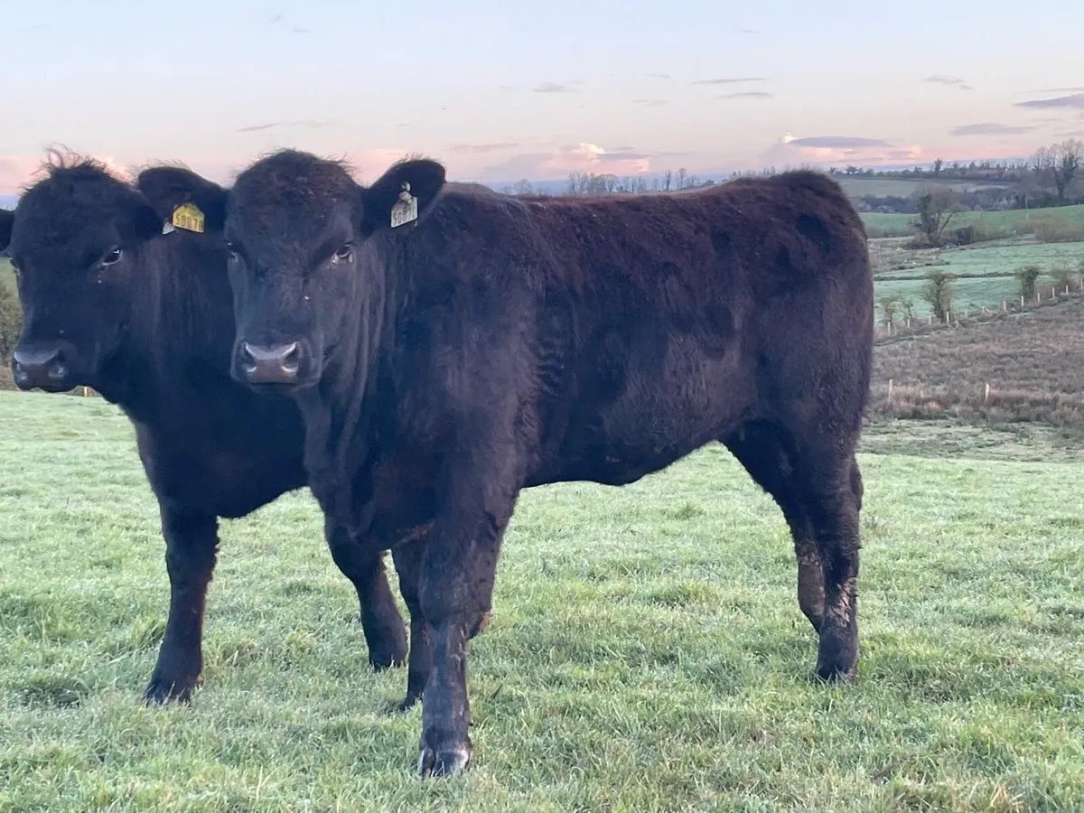 PB Reg AA Hfrs Ballymote tomorrow - Image 3