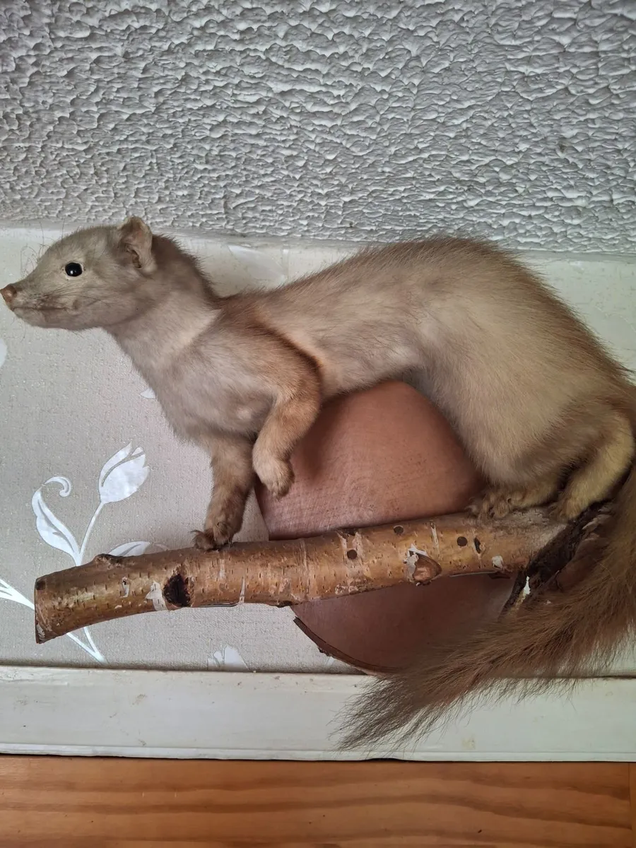 TAXIDERMY MINK - Image 2
