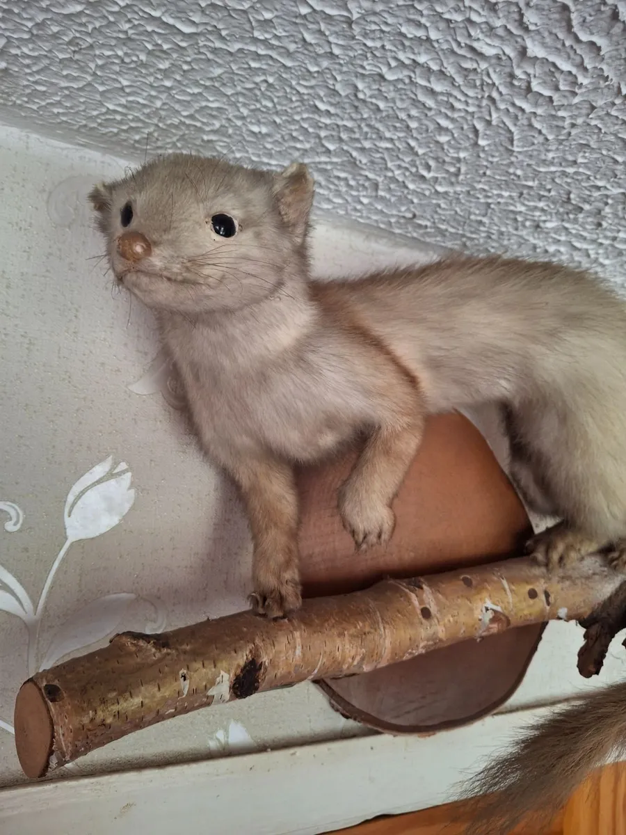 TAXIDERMY MINK - Image 1