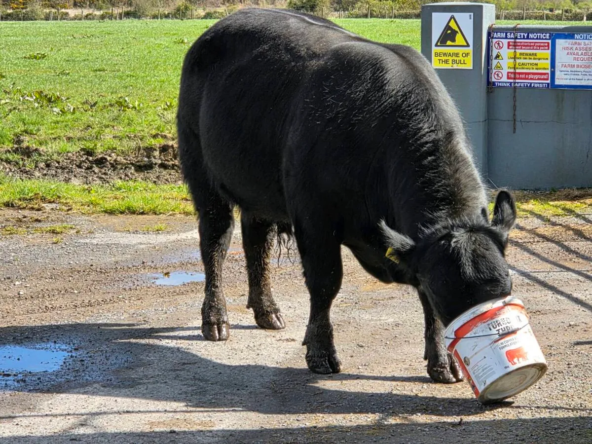 Pedigree registered AA Bulls and Heifers for sale