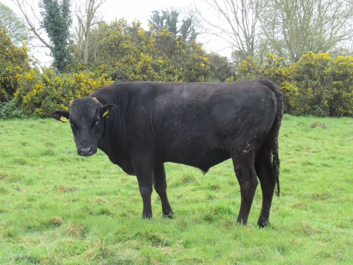 Wagyu Bull - Image 1
