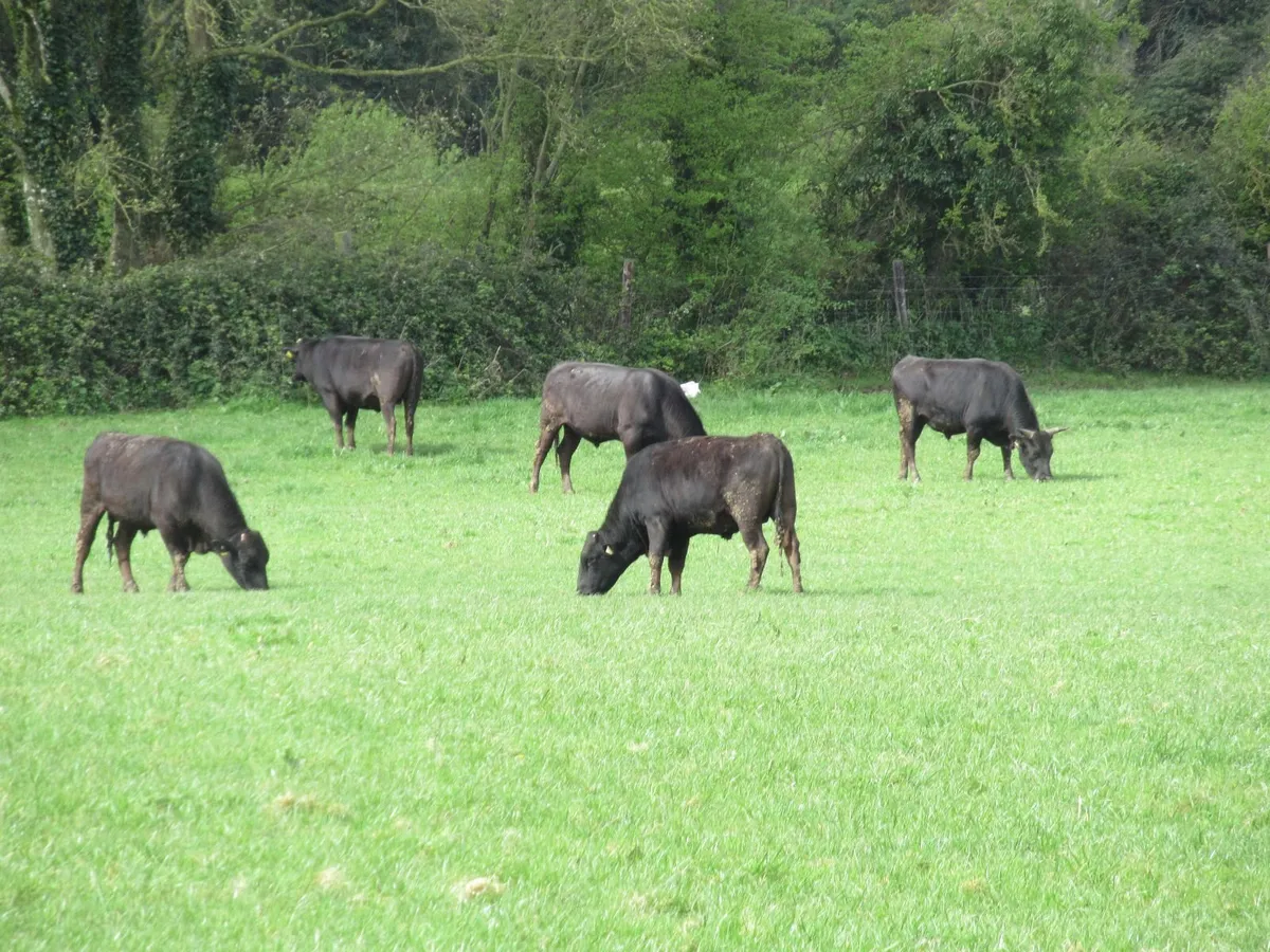 Wagyu Bull - Image 2