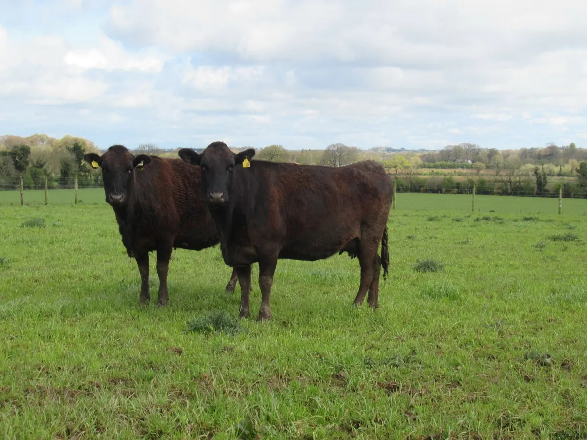 Wagyu Bull - Image 3