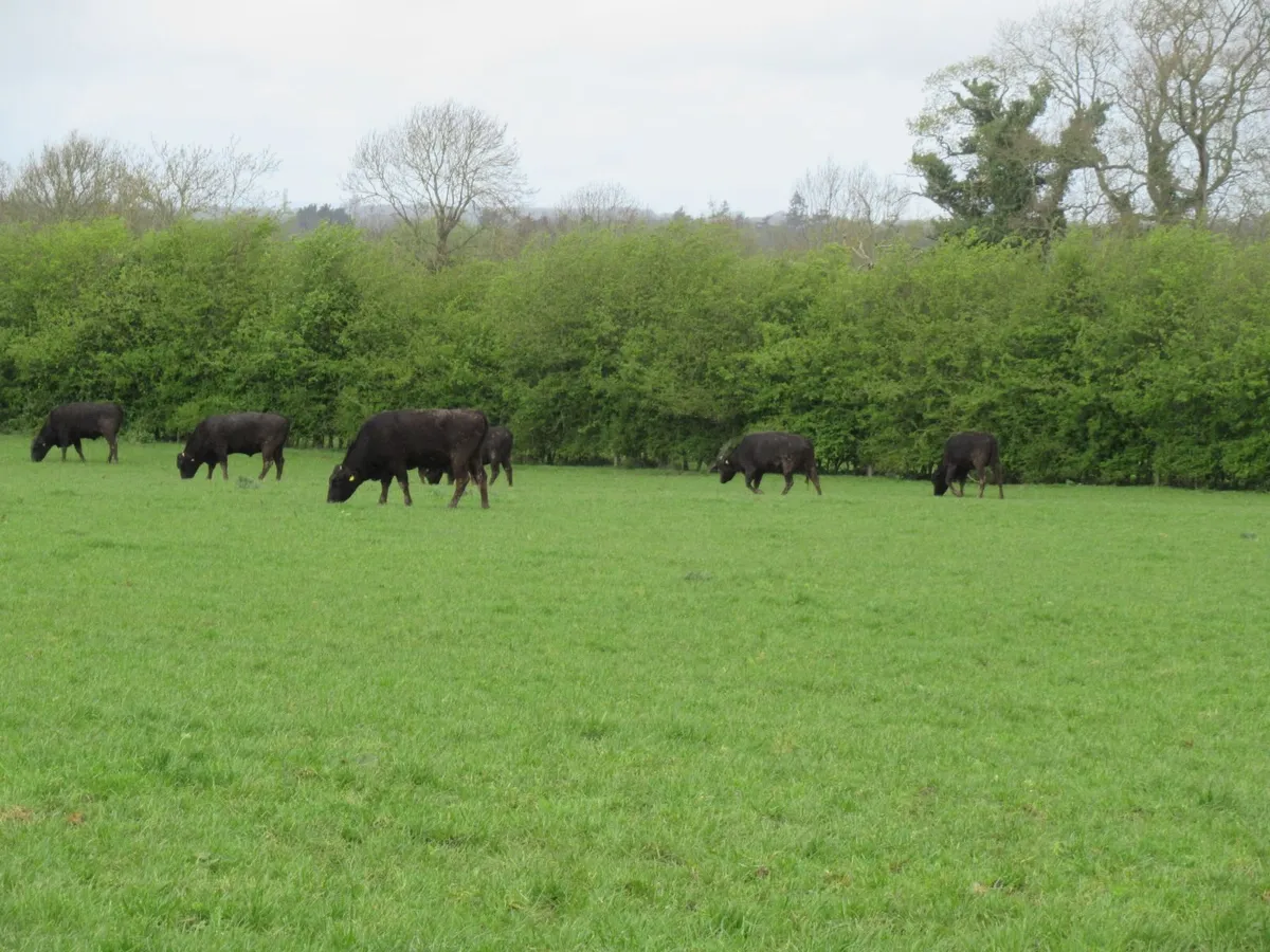 Wagyu Bull - Image 4