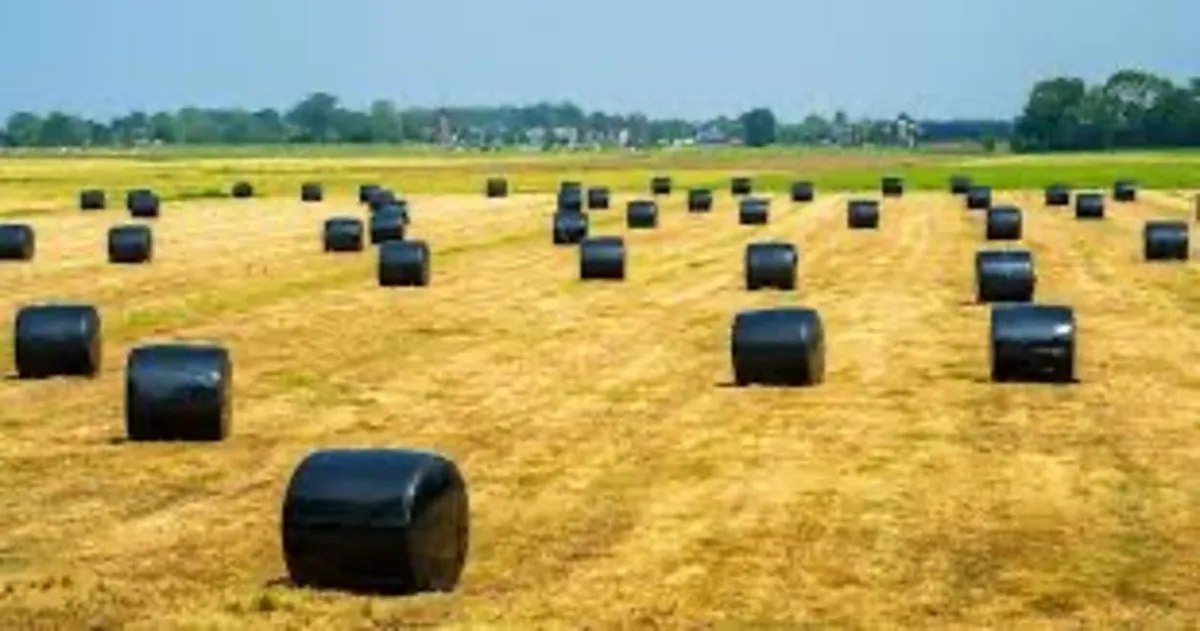 Silage bales - Image 3