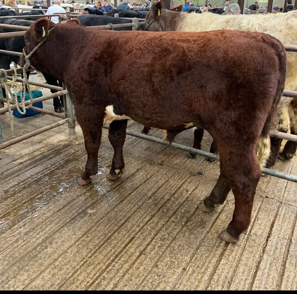 Registered Purebred Shorthorn Bull - Image 4
