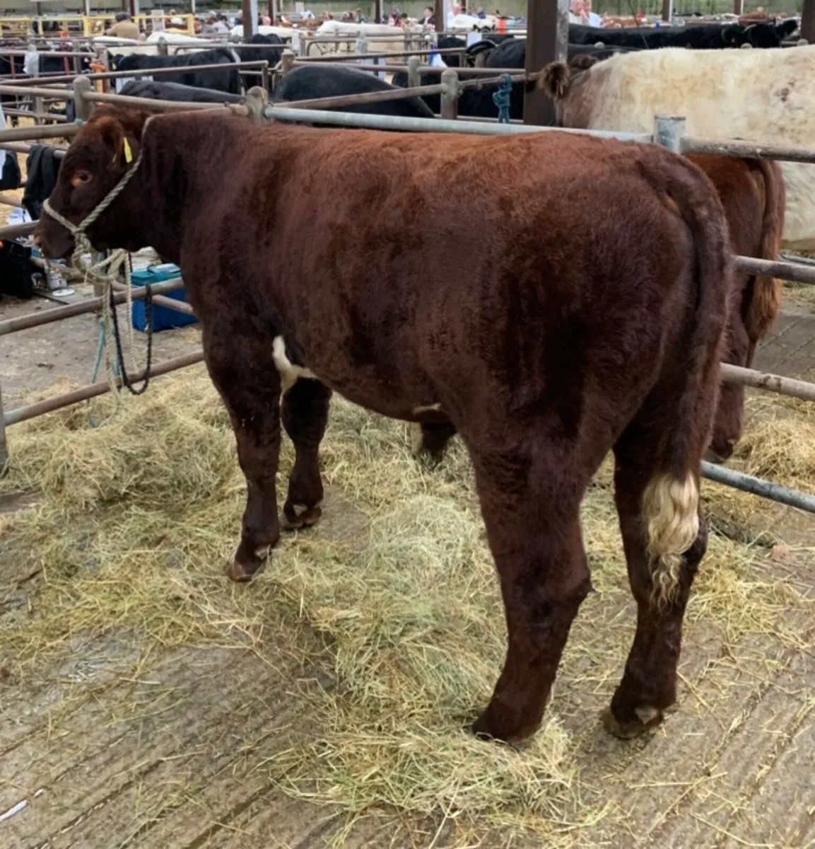 Registered Purebred Shorthorn Bull - Image 1