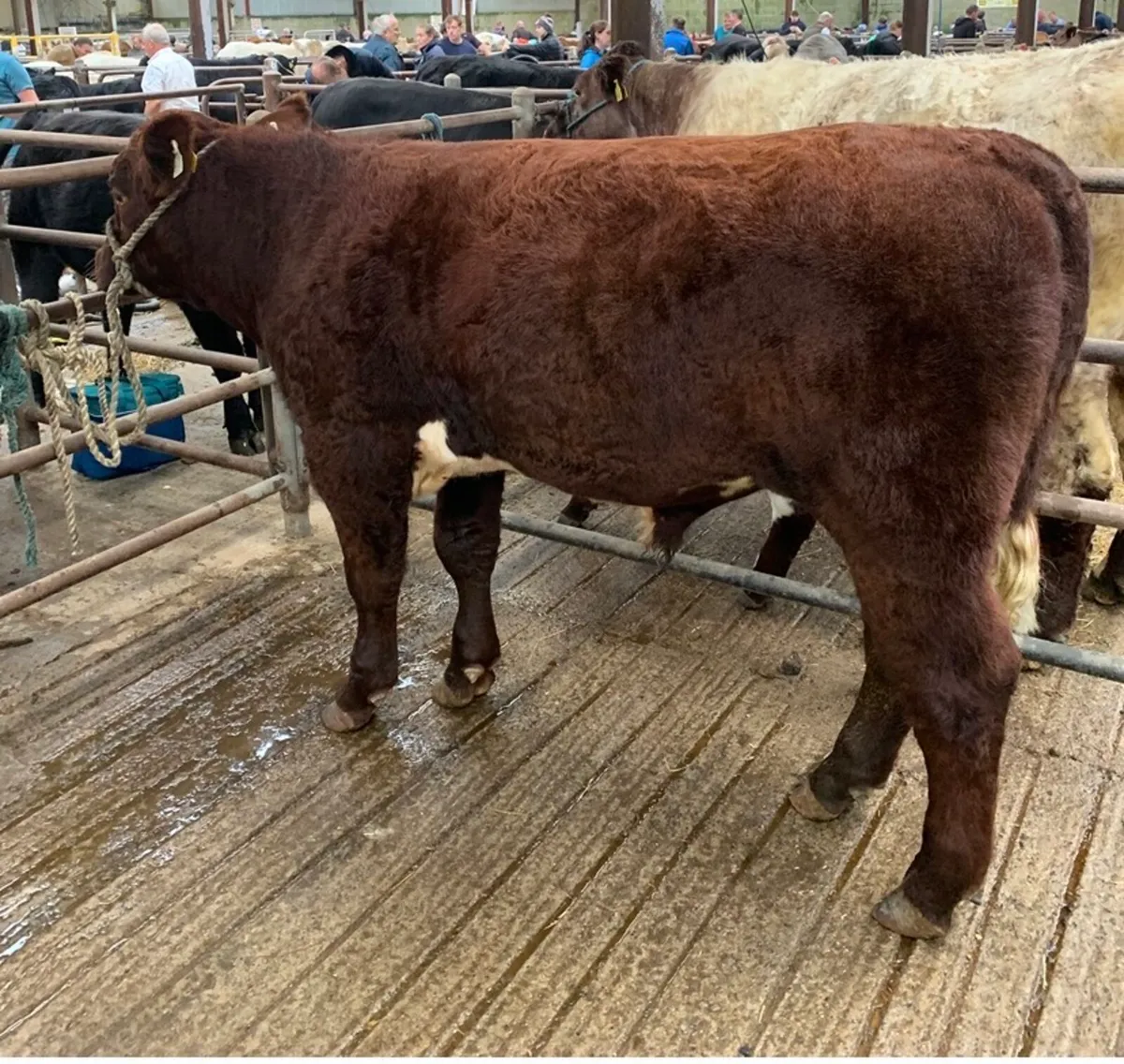 Registered Purebred Shorthorn Bull - Image 2