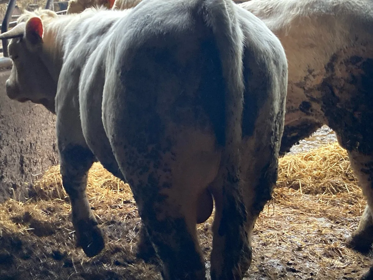 P b. Bulls - Image 1