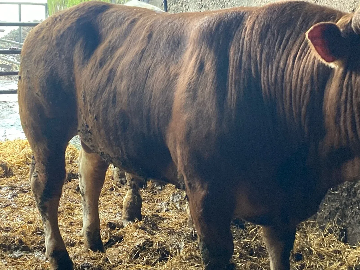 P b. Bulls - Image 2