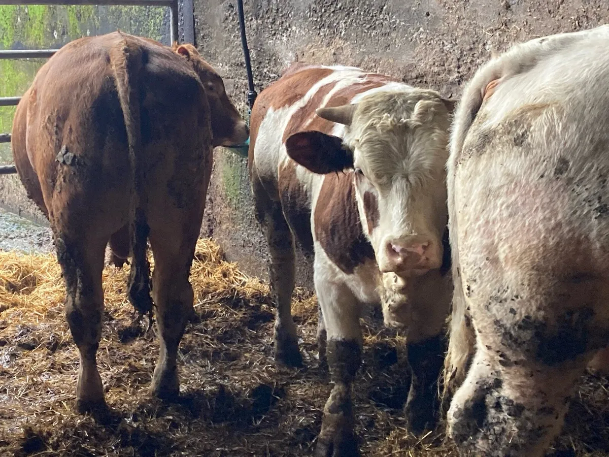 P b. Bulls - Image 3