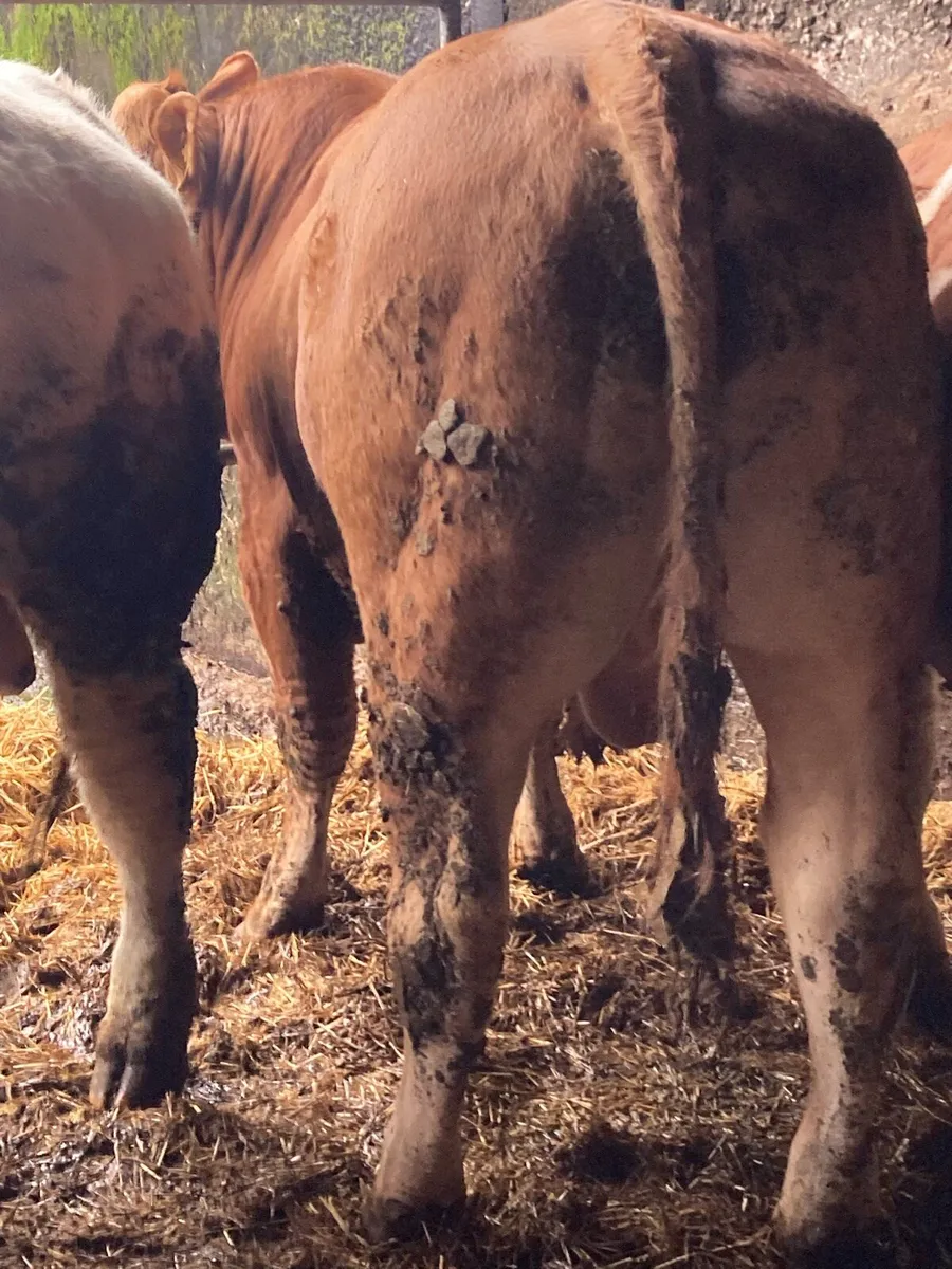 P b. Bulls - Image 4