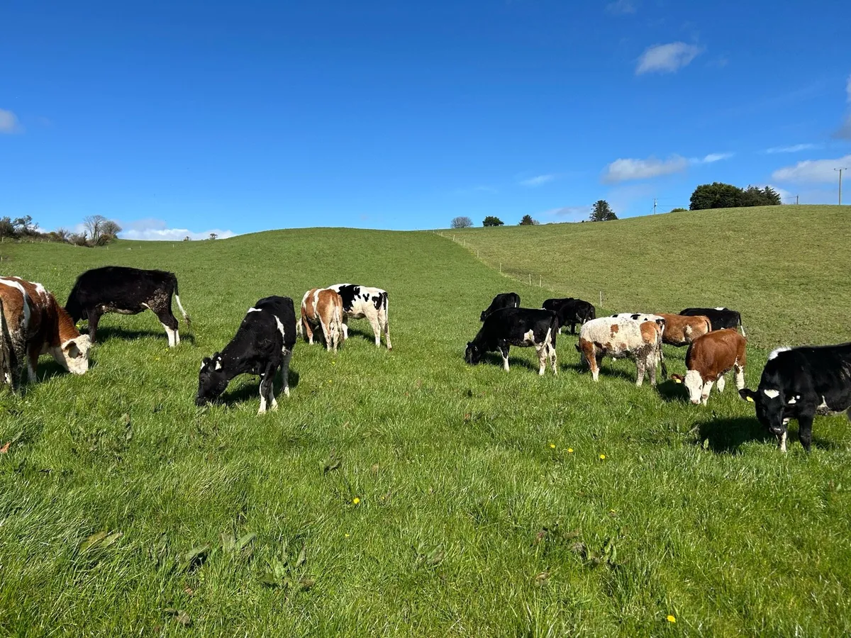 20 FR and 7 Fleckvieh Bulling Heifers - Image 1