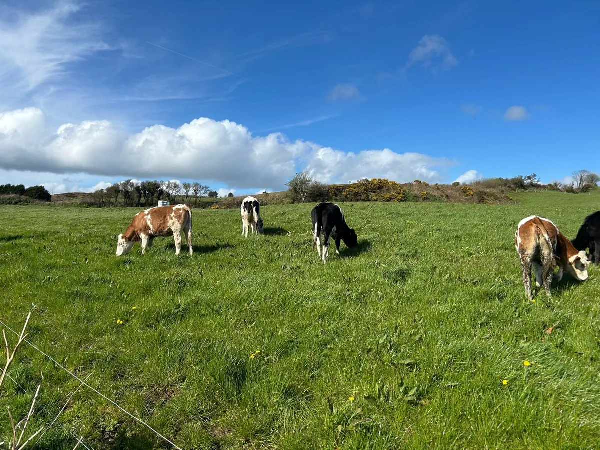 20 FR and 7 Fleckvieh Bulling Heifers - Image 2