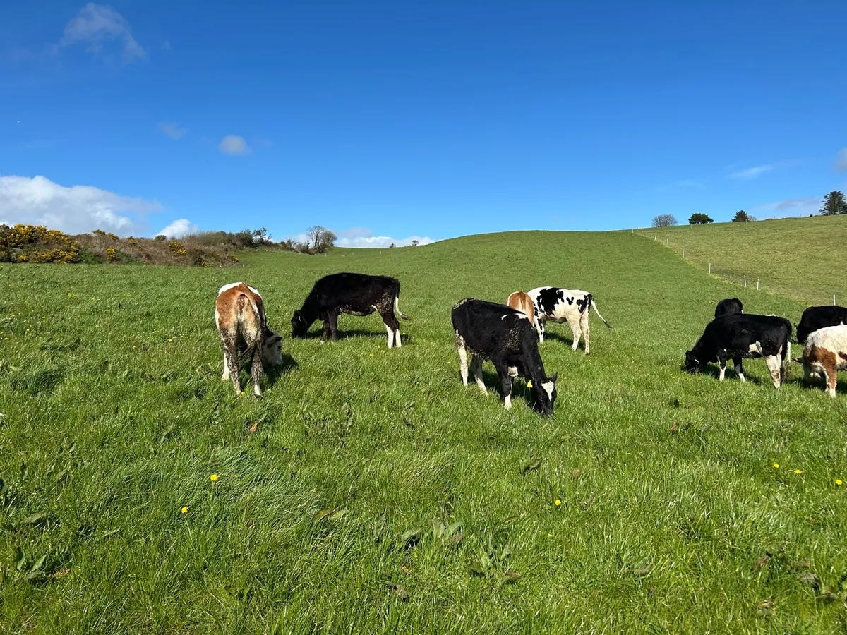 20 FR and 7 Fleckvieh Bulling Heifers - Image 3