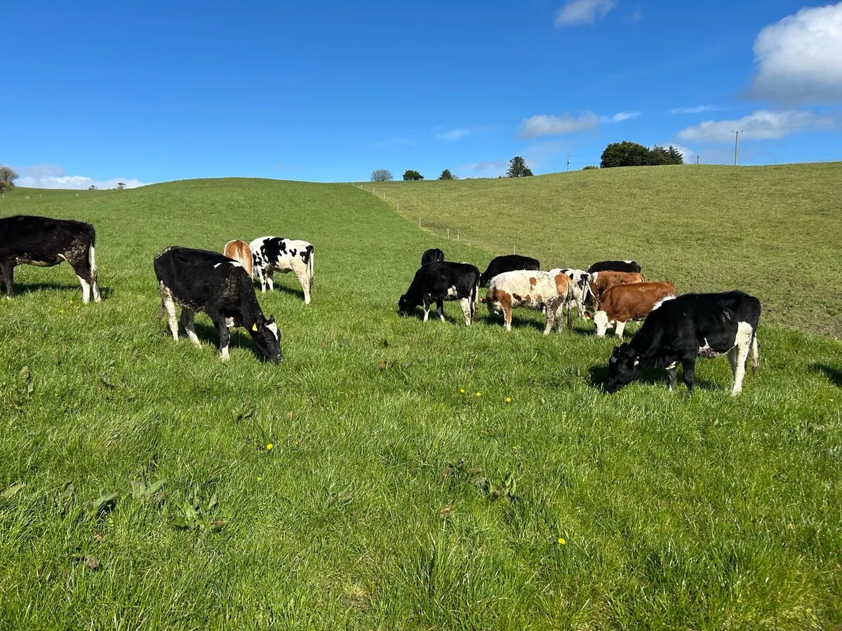 20 FR and 7 Fleckvieh Bulling Heifers - Image 4