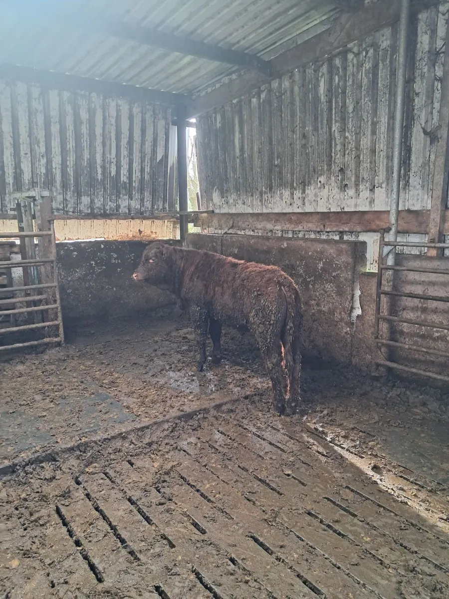 Cattle - Image 4