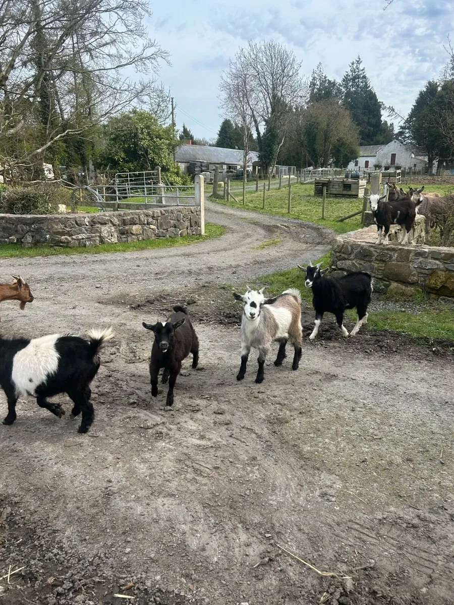 Pigs n goats - Image 1