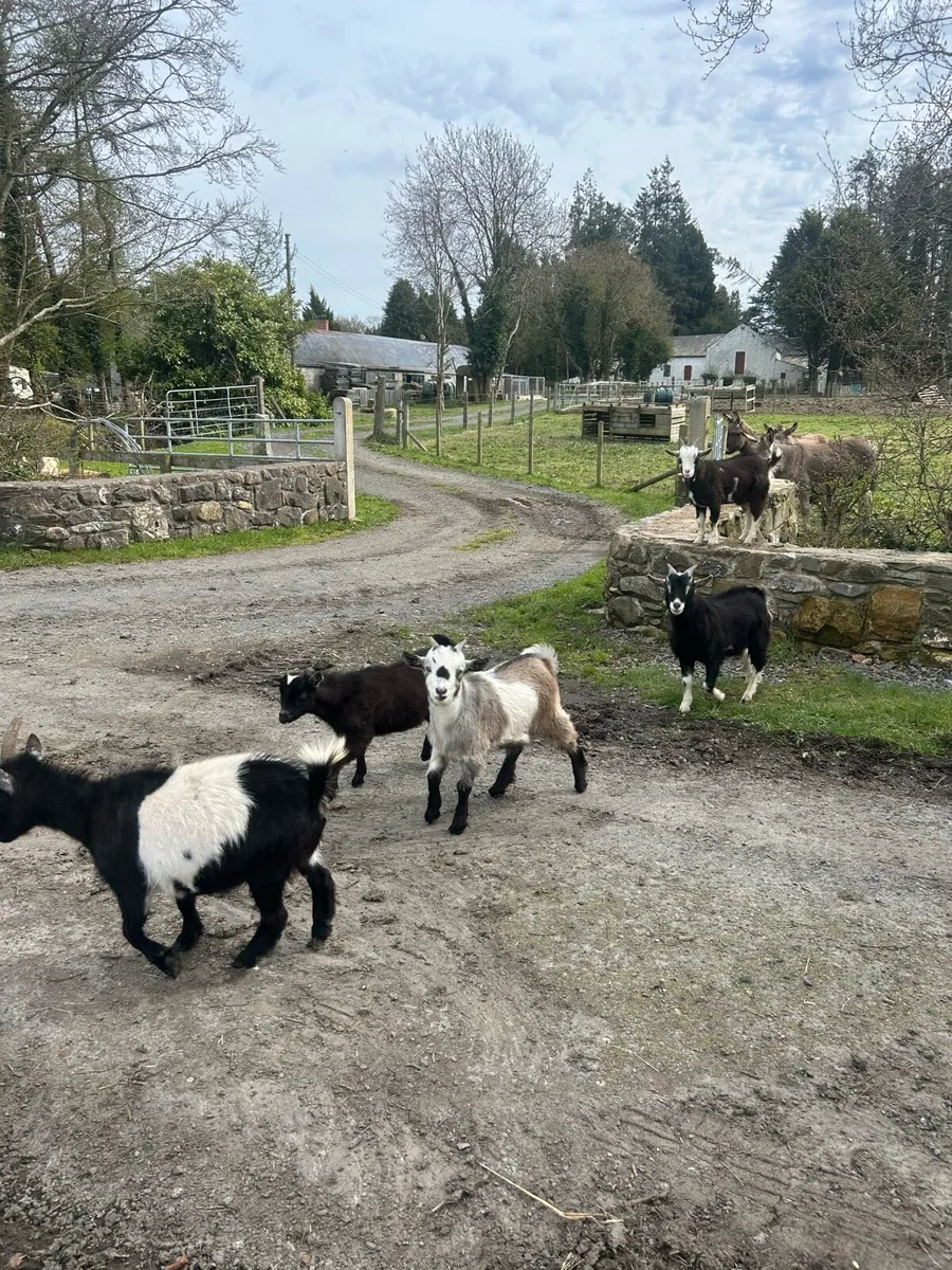 Pigs n goats - Image 2