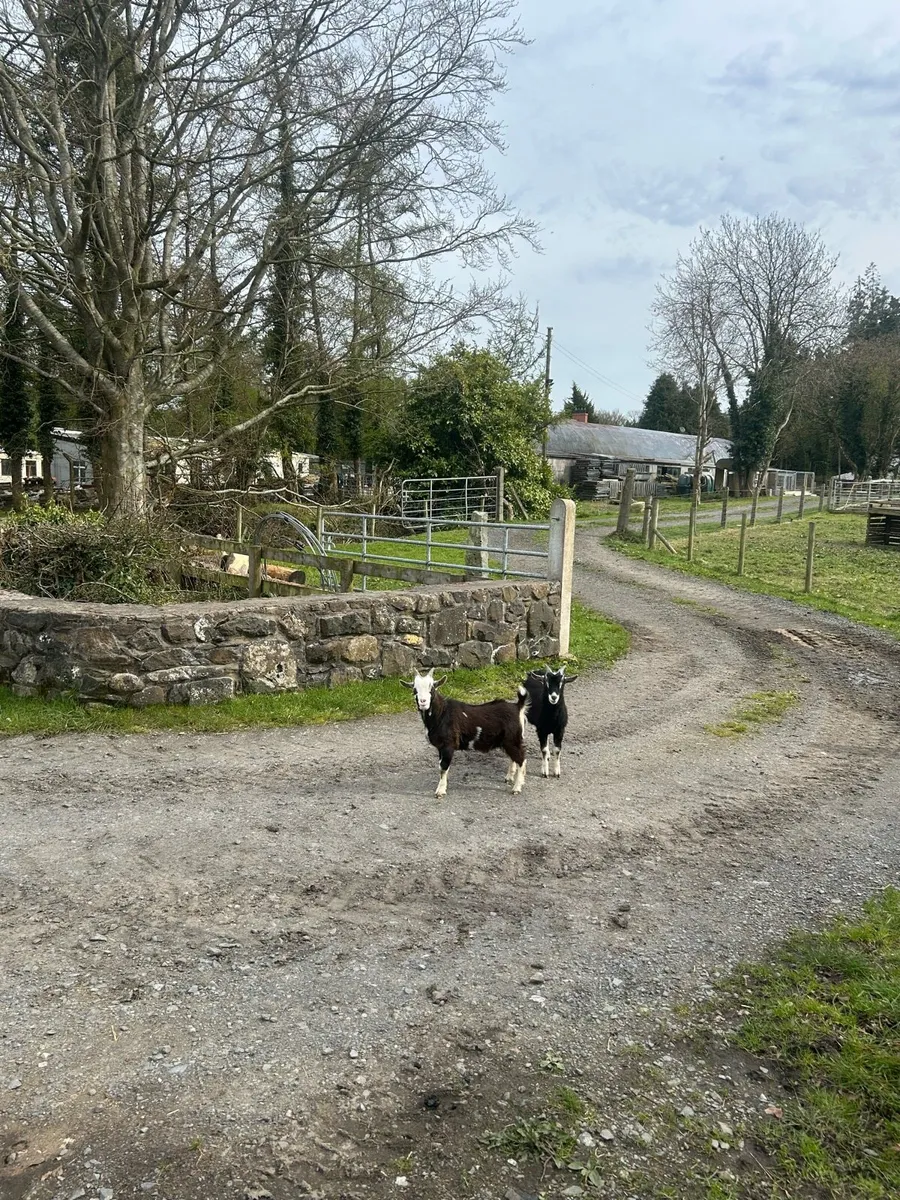 Pigs n goats - Image 4