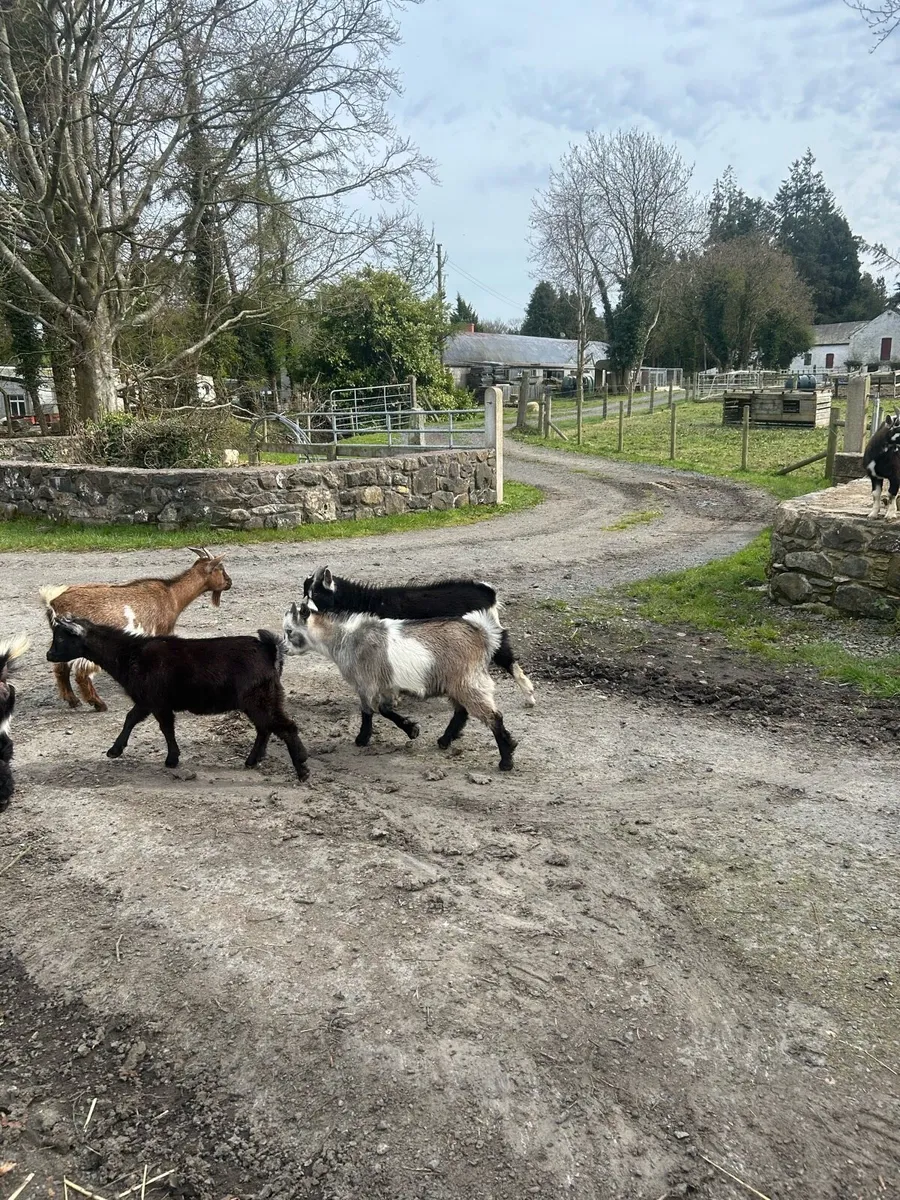 Pigs n goats - Image 3