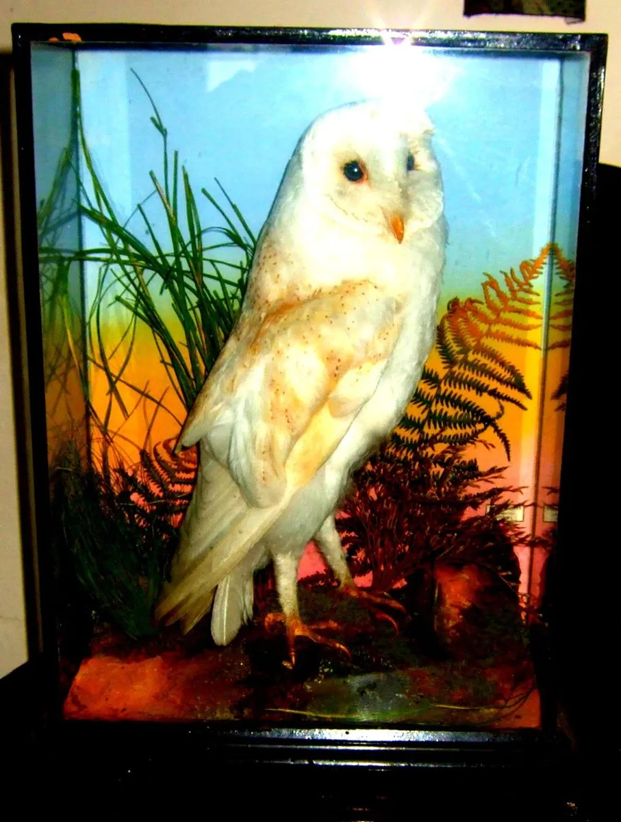 Victorian Taxidermy Barn Owl - Image 1