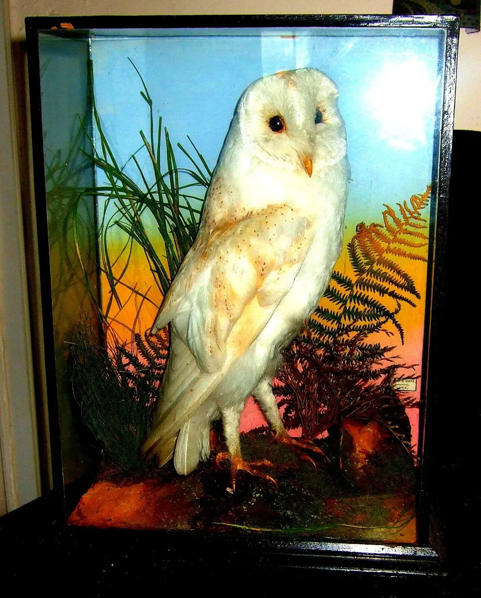Victorian Taxidermy Barn Owl - Image 2