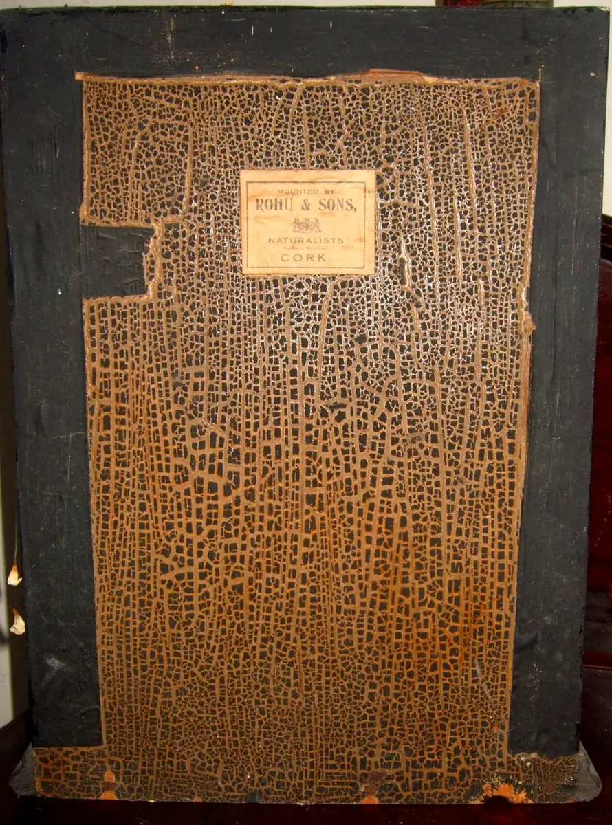 Victorian Taxidermy Barn Owl - Image 3