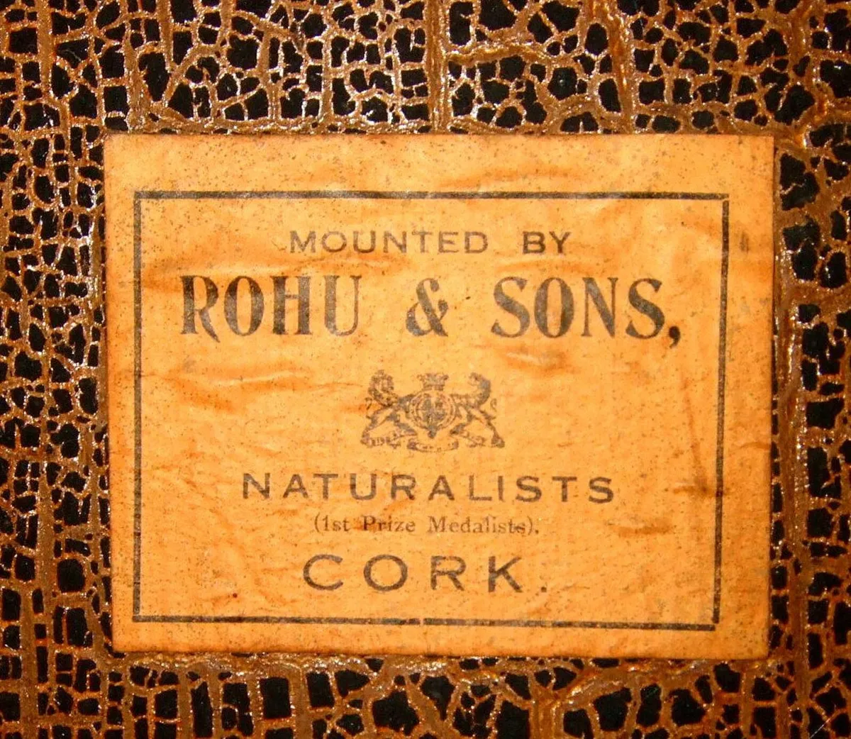 Victorian Taxidermy Barn Owl - Image 4