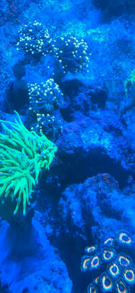 Corals - Image 1