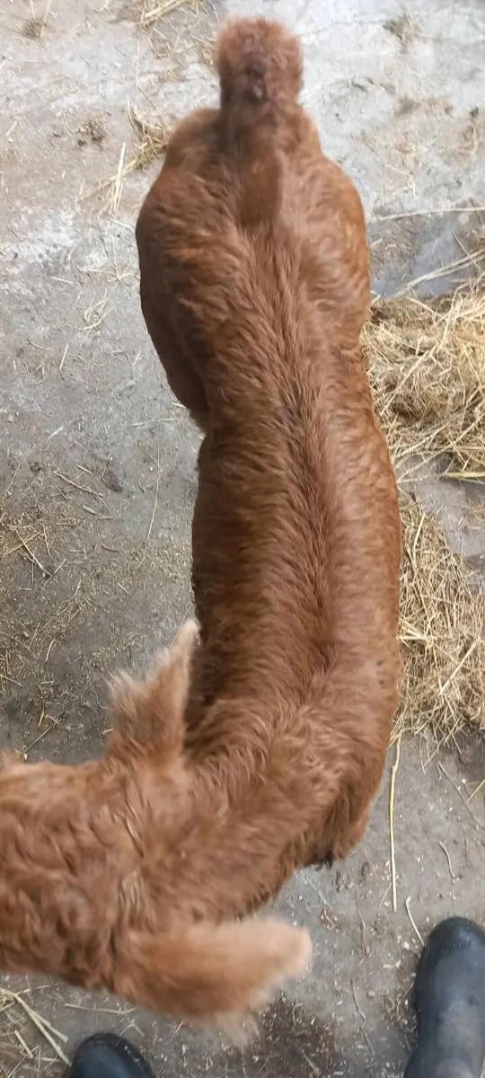 Super AI Limousin heifer calf - Image 2