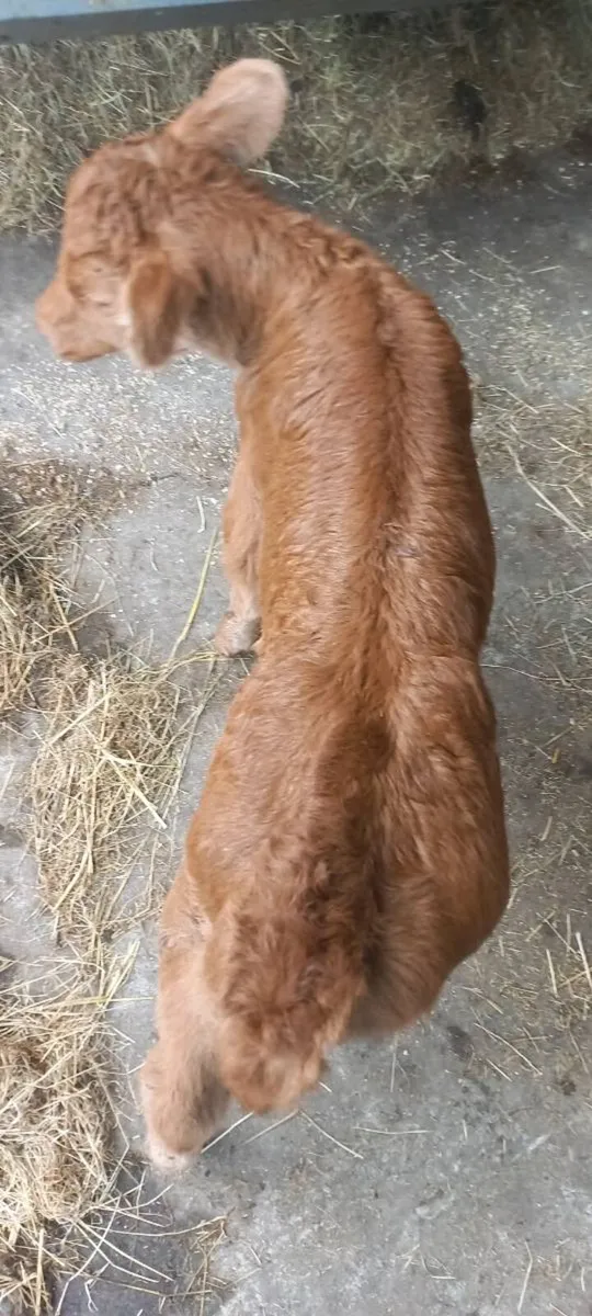 Super AI Limousin heifer calf - Image 1