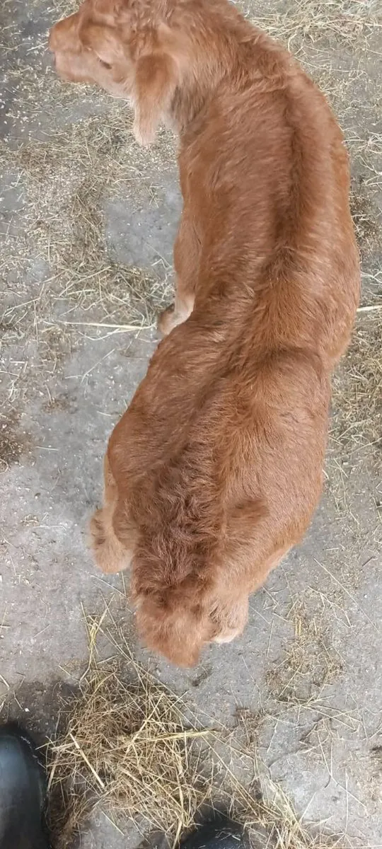 Super AI Limousin heifer calf - Image 3