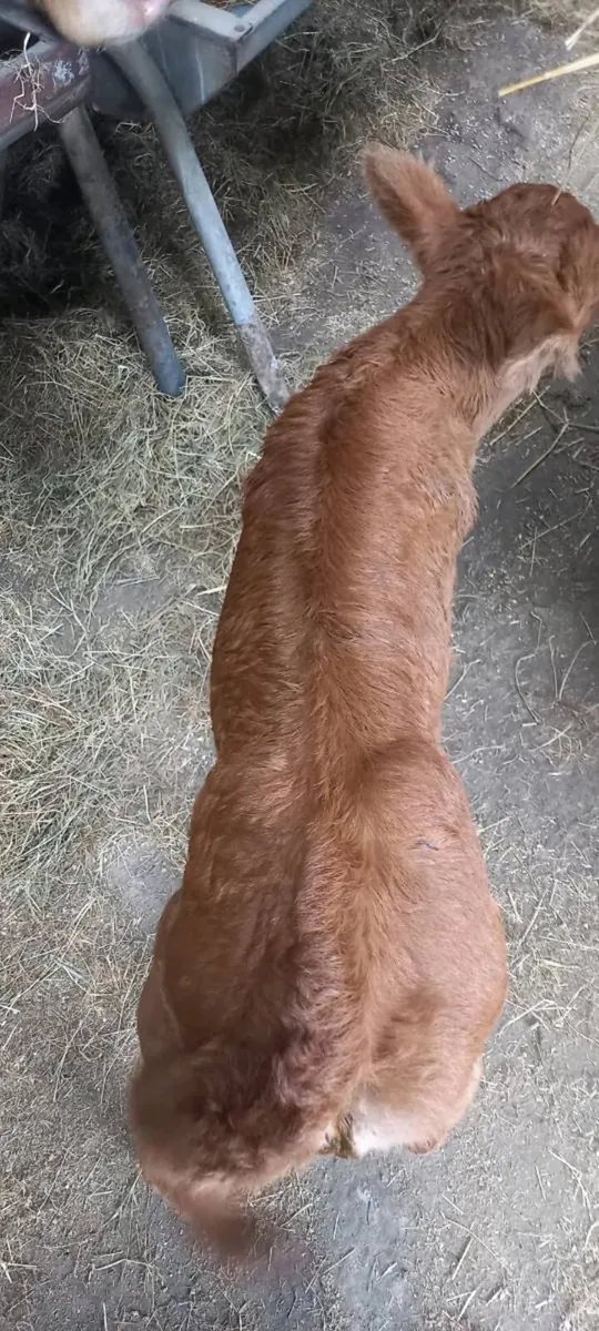 Super AI Limousin heifer calf - Image 4