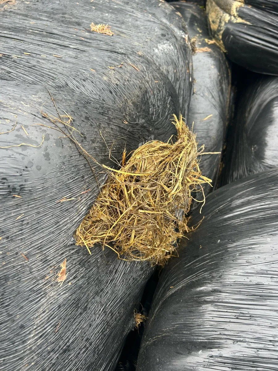Bale silage - Image 2