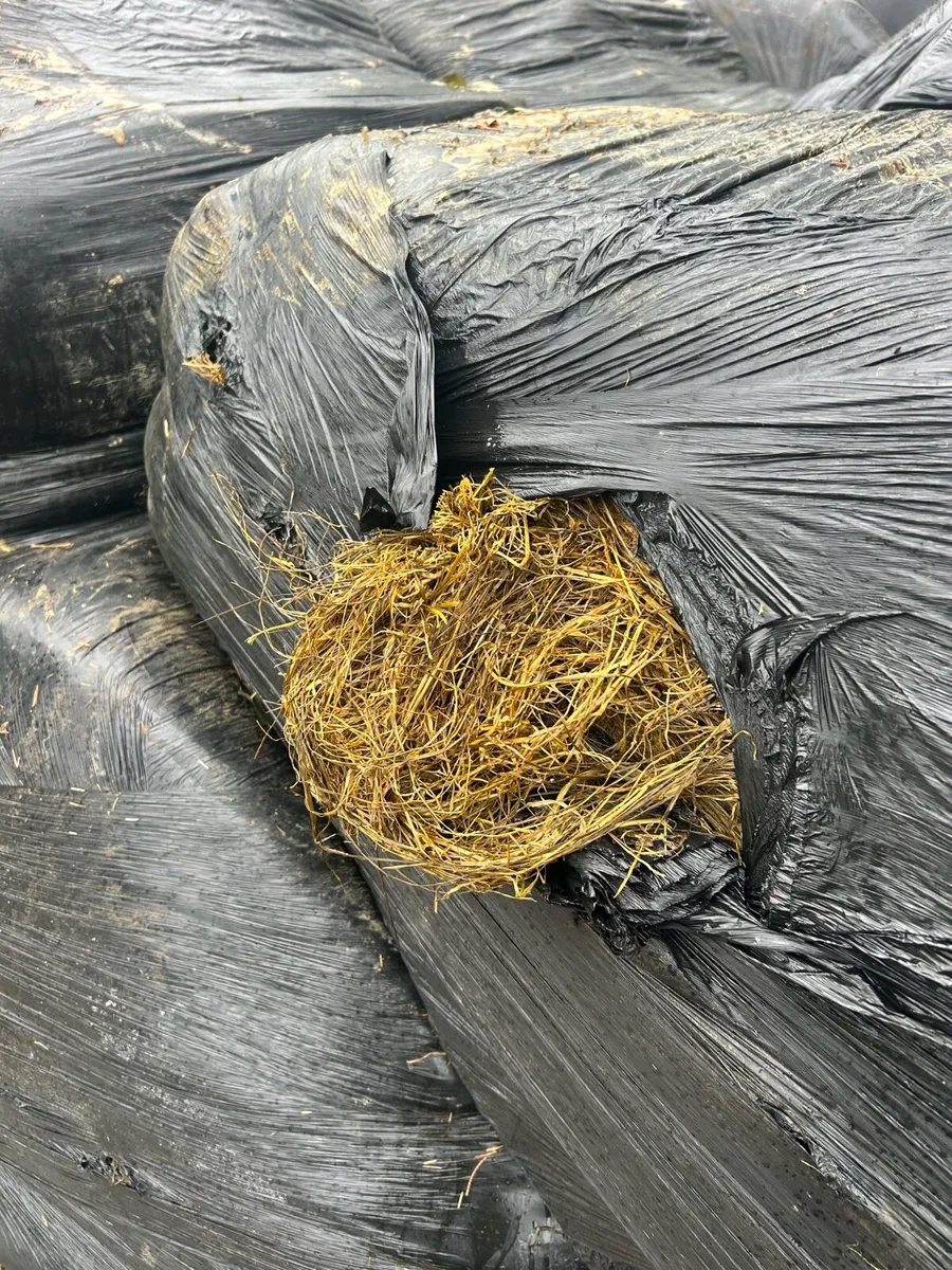 Bale silage - Image 1