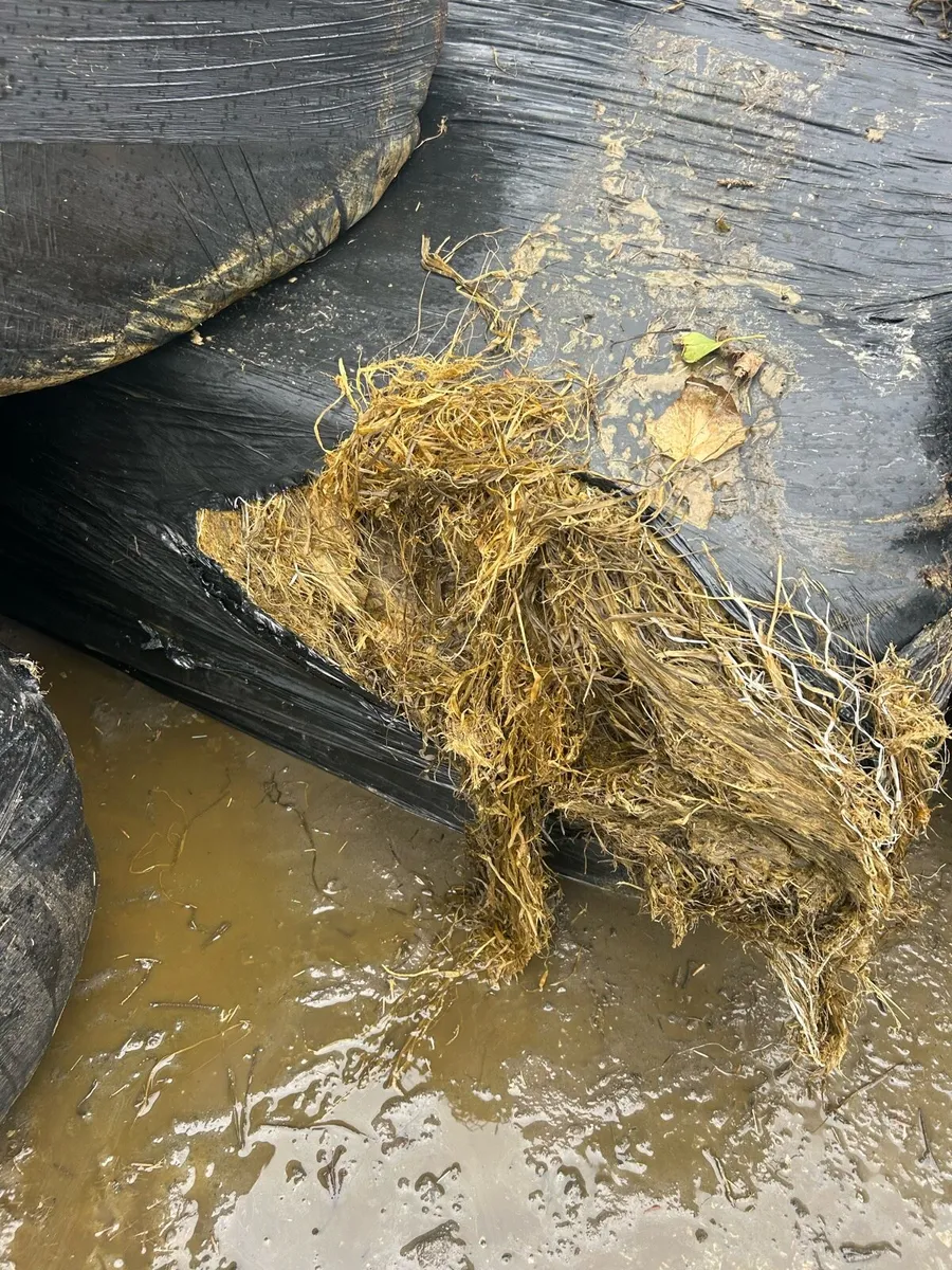 Bale silage - Image 3