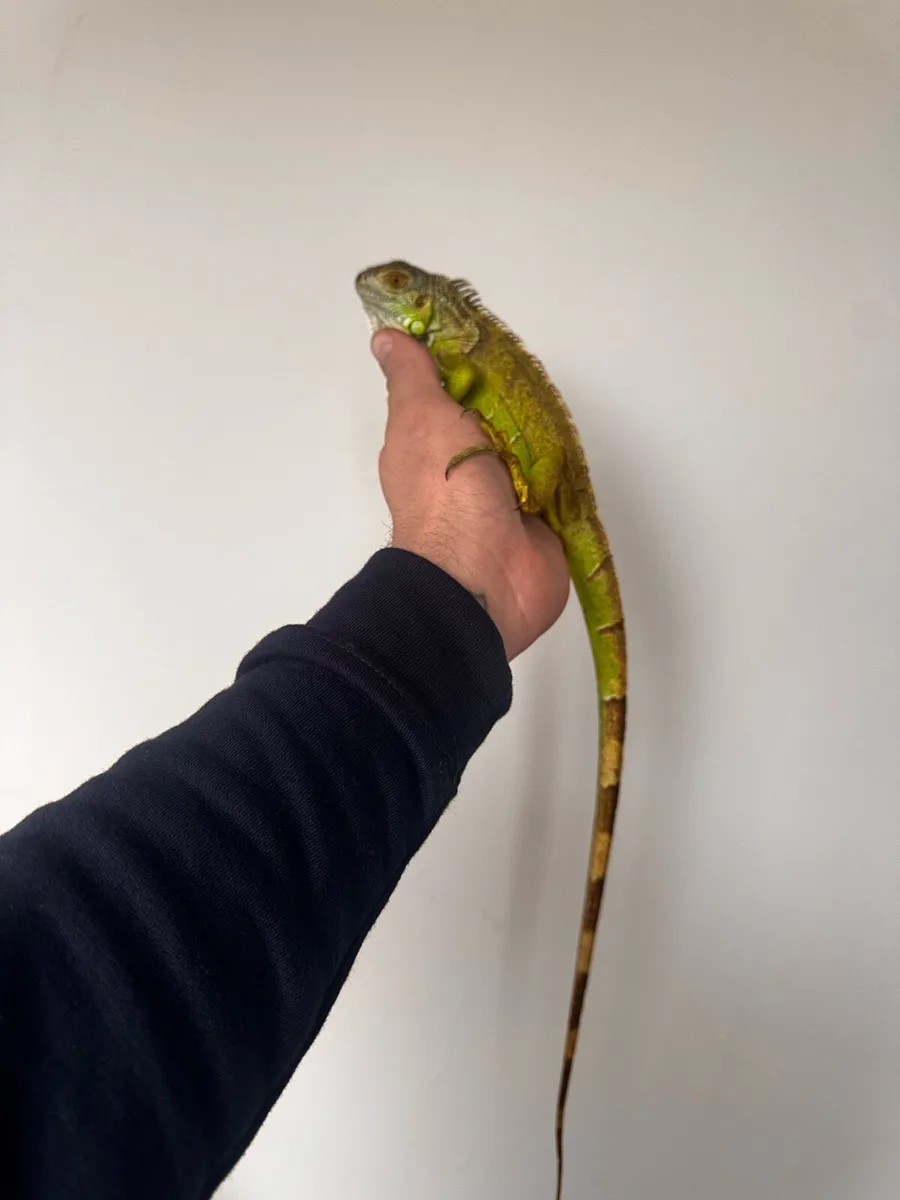 Green Iguana - Image 1